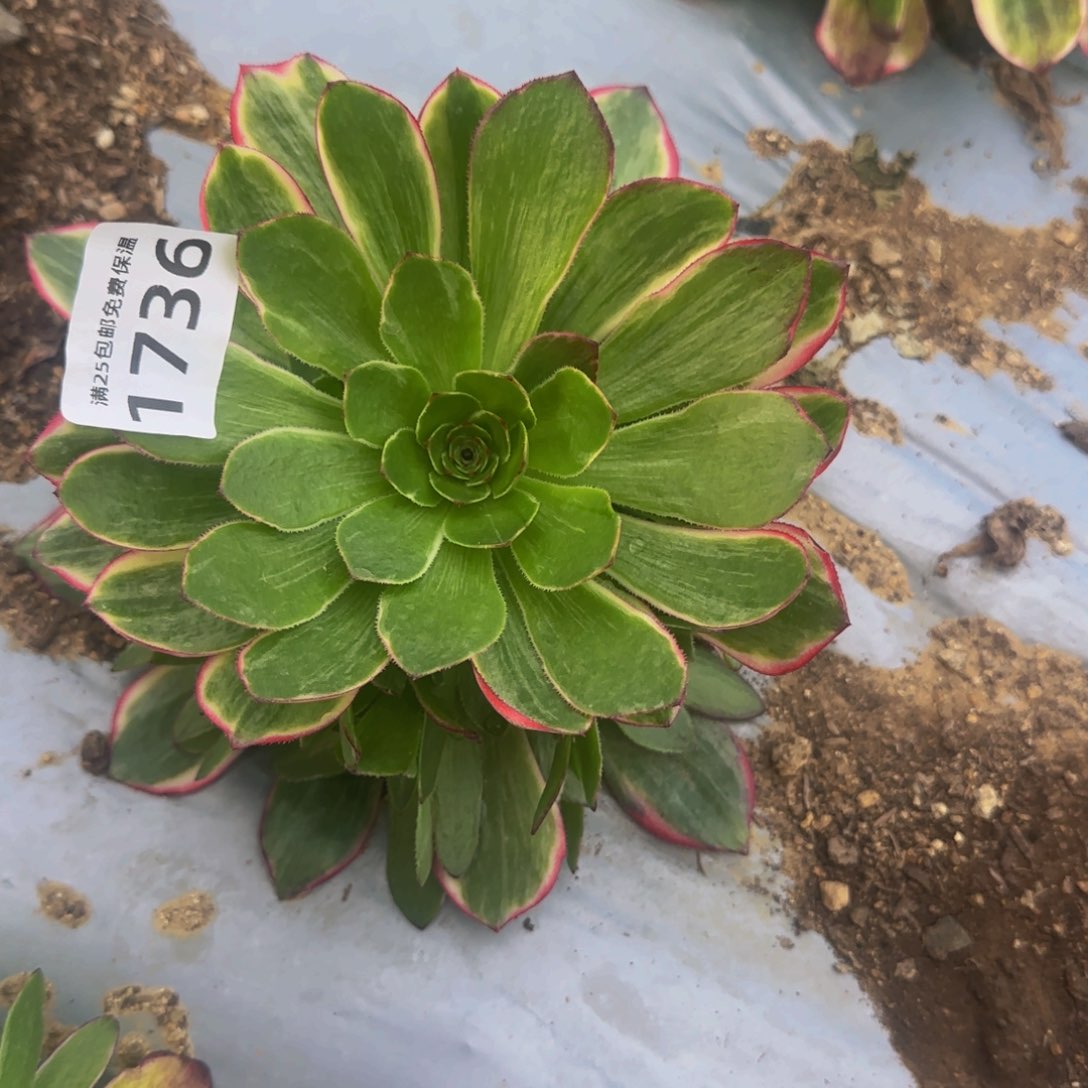 1736孔雀翎多肉植物