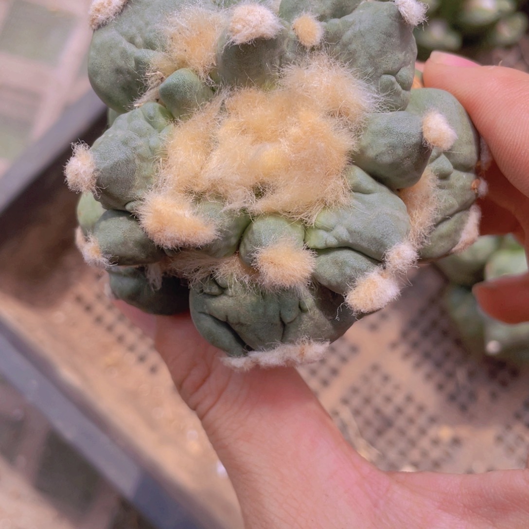 自根三叉福利福利福利