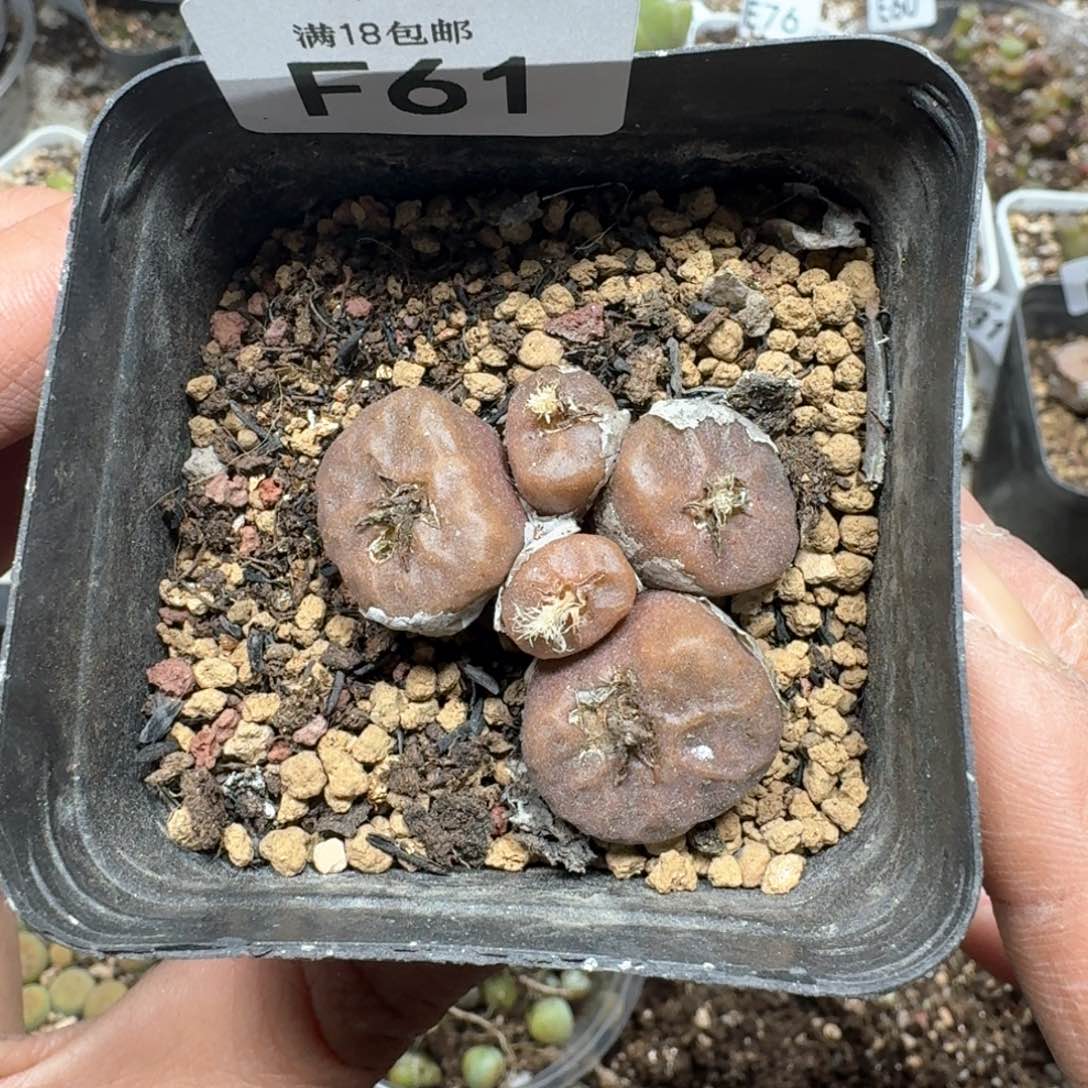 F61。烧卖群一颗。带盆