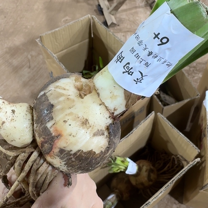 交响曲6+闪购发发