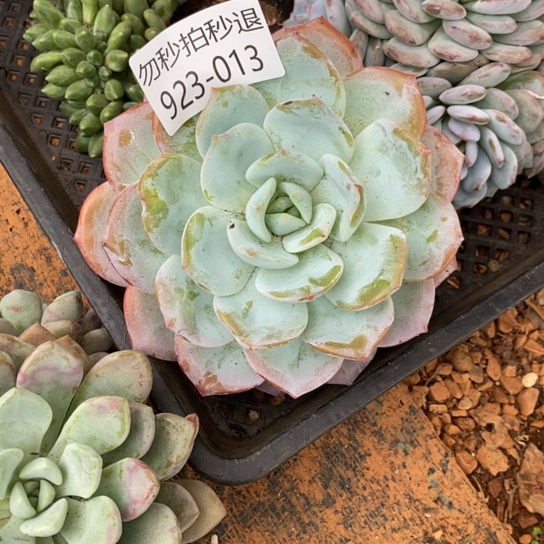 勿秒拍秒退 923-13凤橙