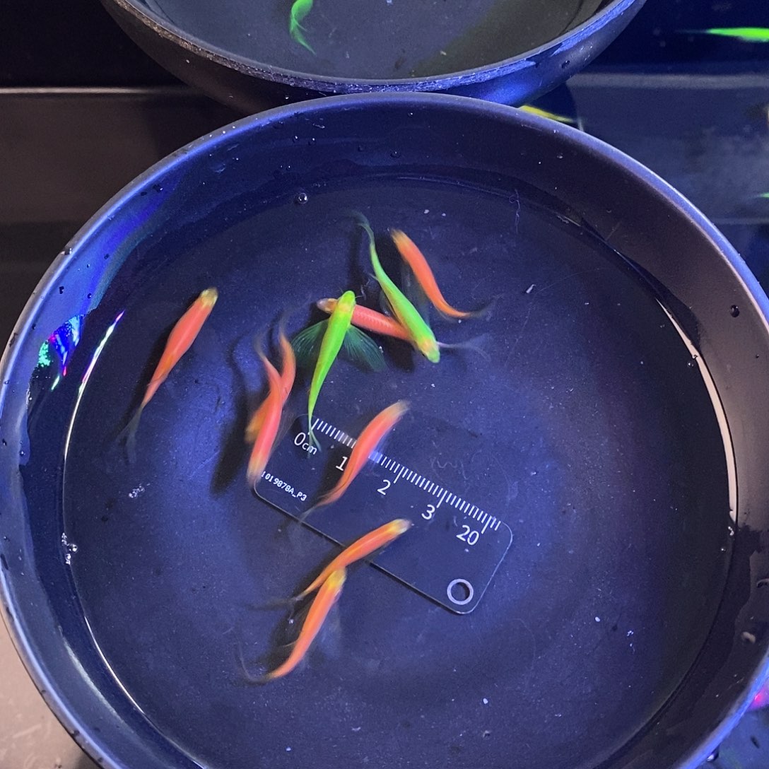 斑马鱼红黄绿各10个