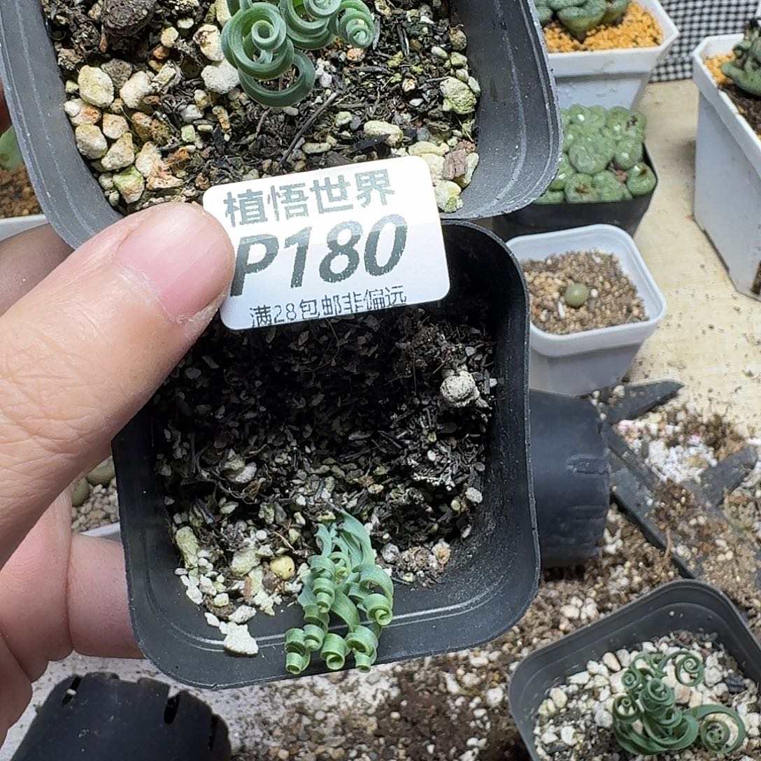 王****多肉植物的人Dgbnnk