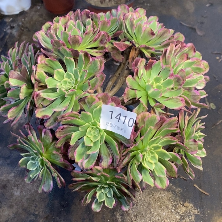 水墨画多肉断头不包1410