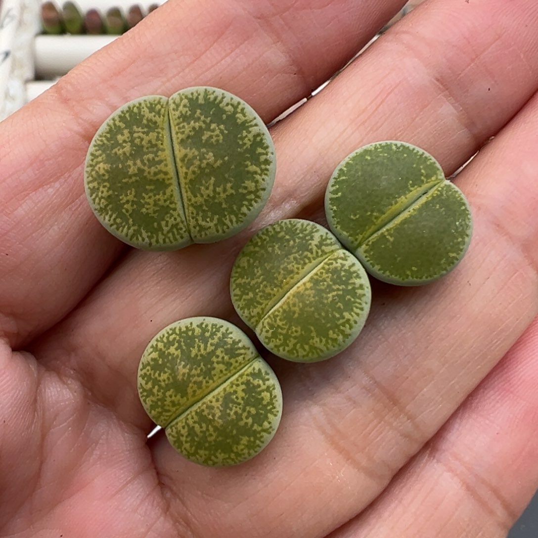 4.14好看的多肉脱土发货306