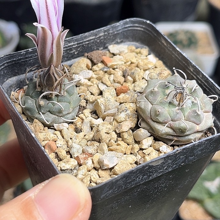 乌城丸娇丽实生球