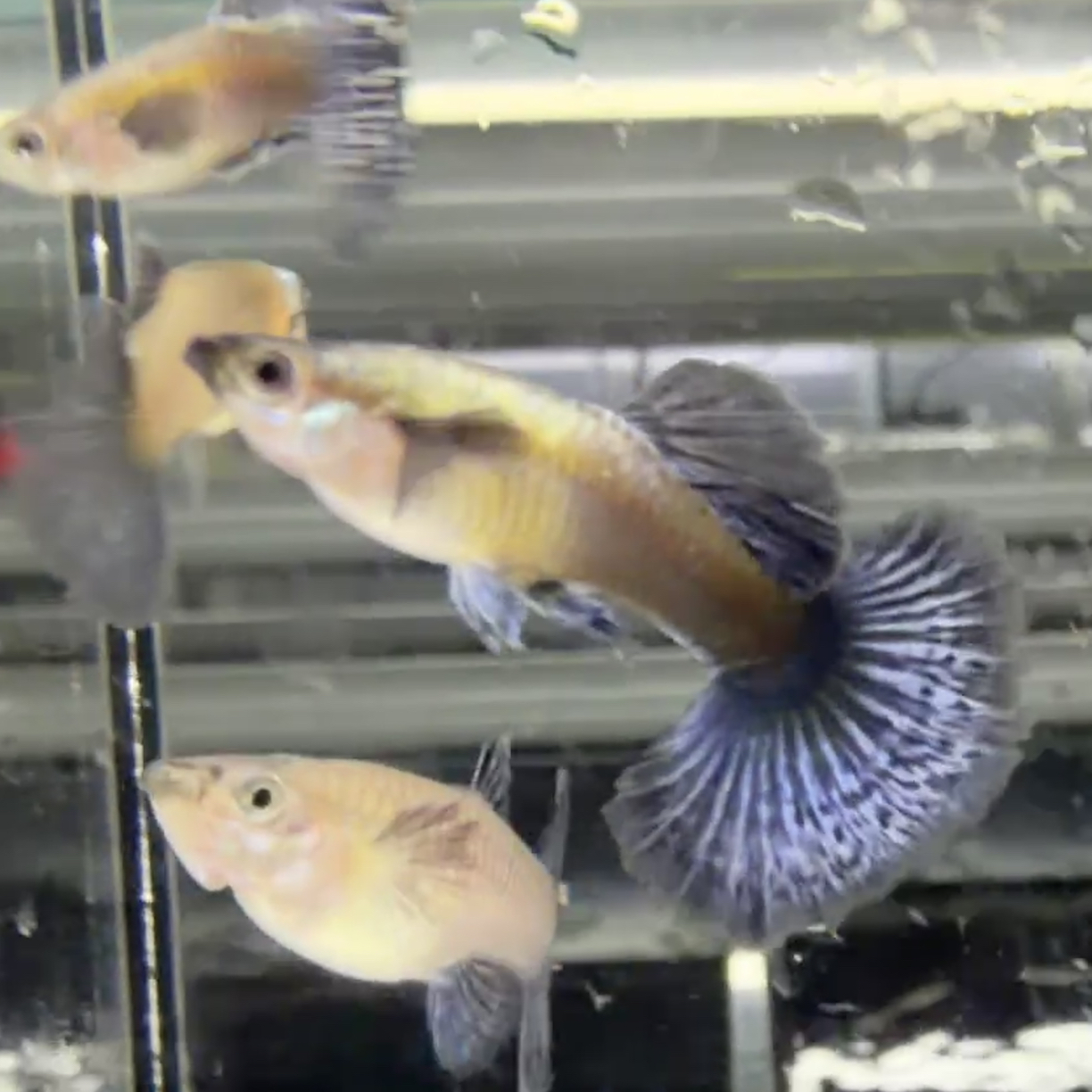 紫罗兰半月尾孔雀鱼小型淡水观赏鱼
