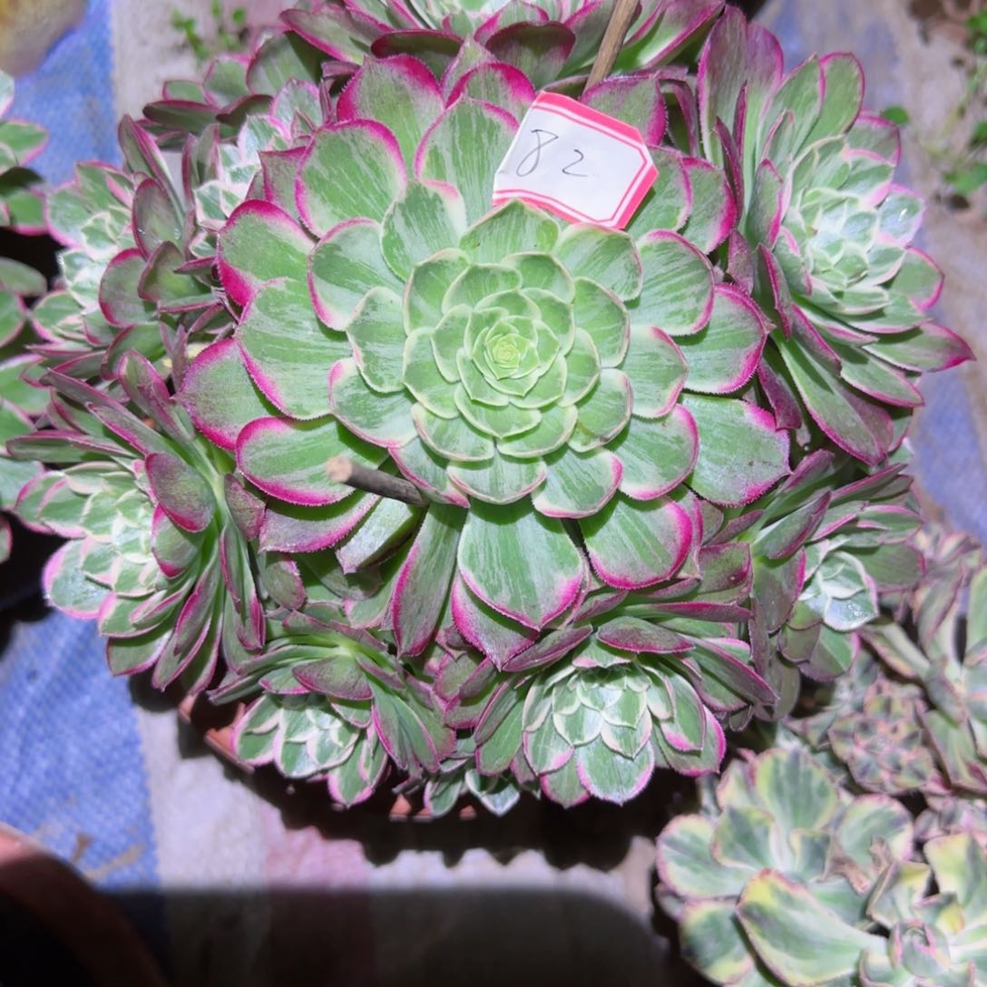 莲花坐法师多肉082