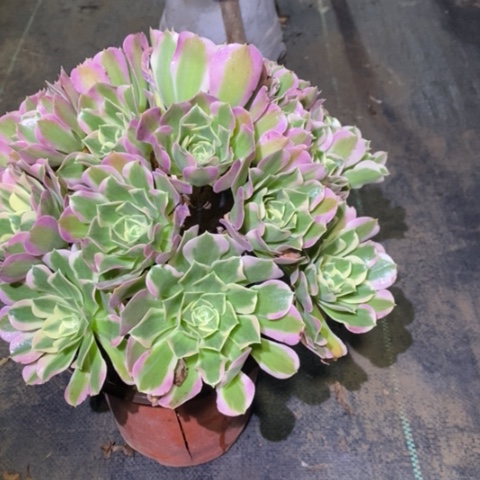 雨花石多肉植物024