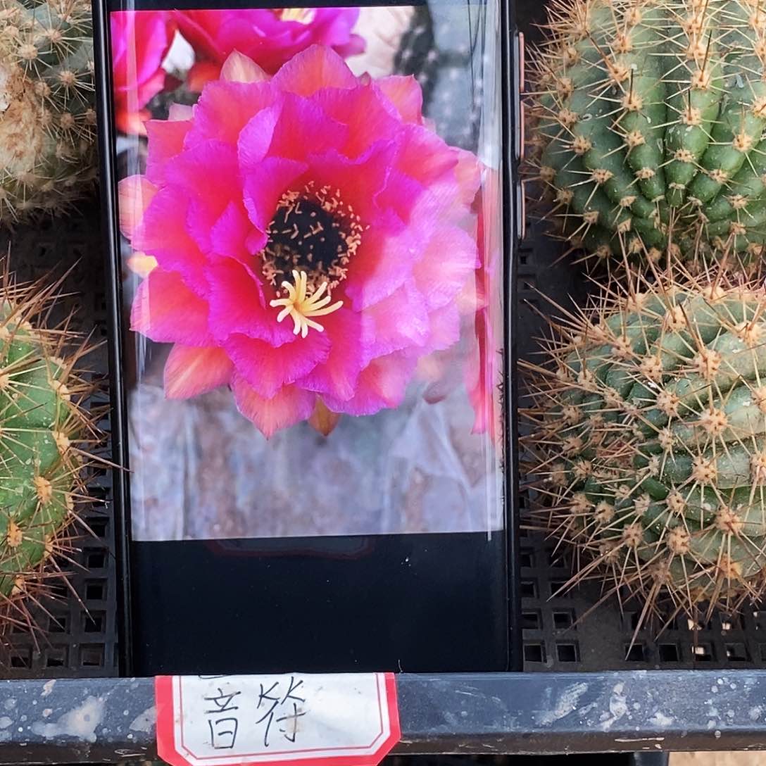 毛 音符侧芽歪20包邮/5公分