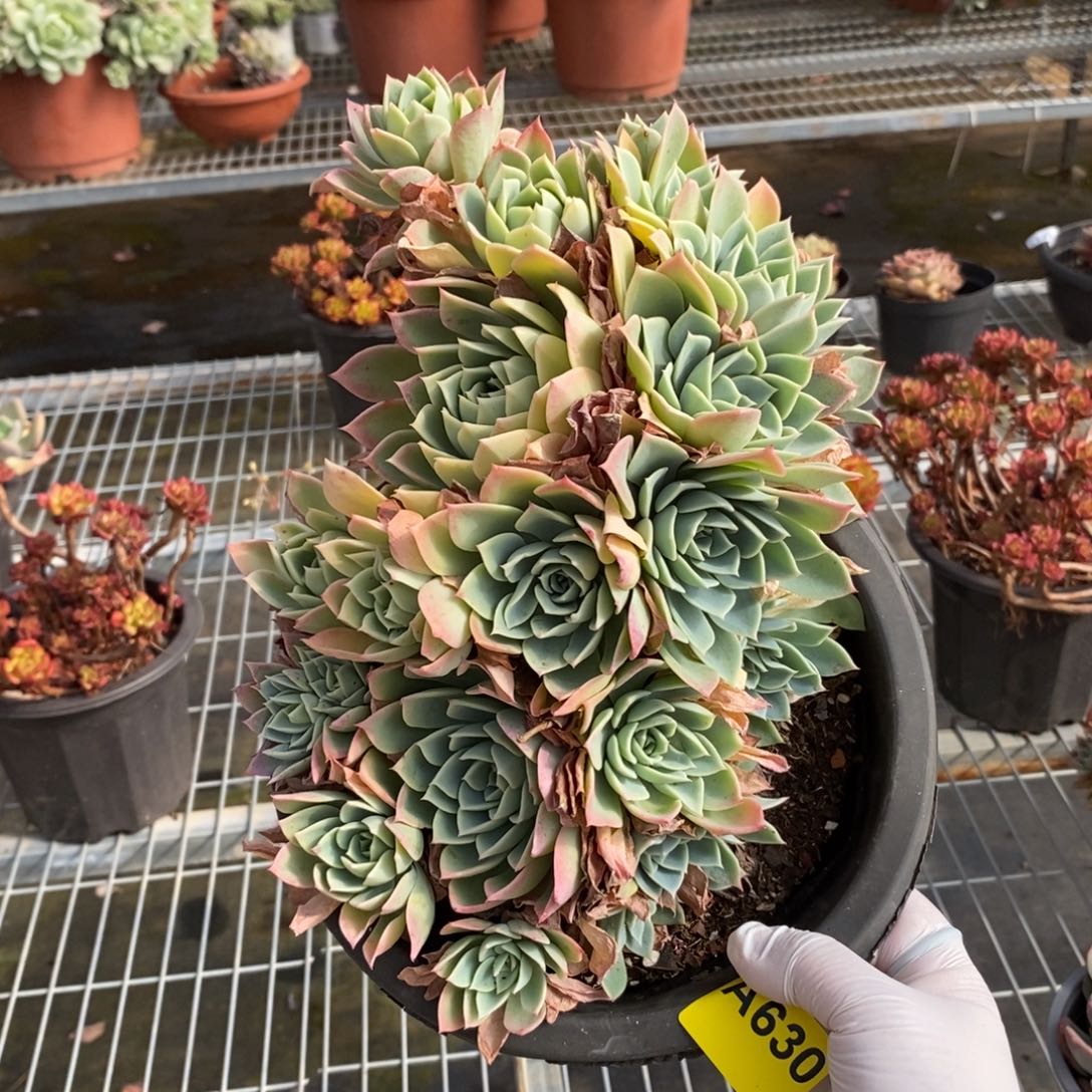 630三色堇一物一拍