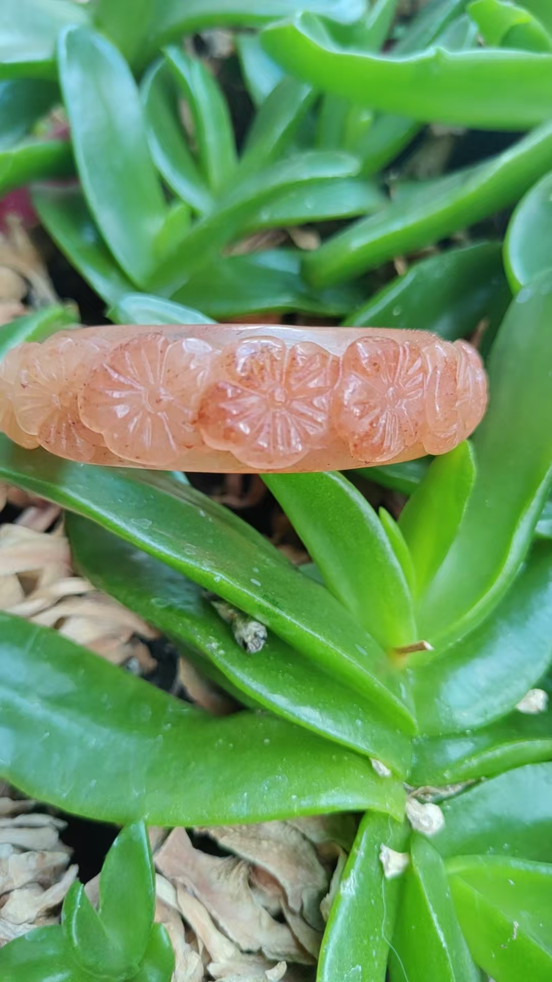 黄龙梅花（拍前咨询客服）