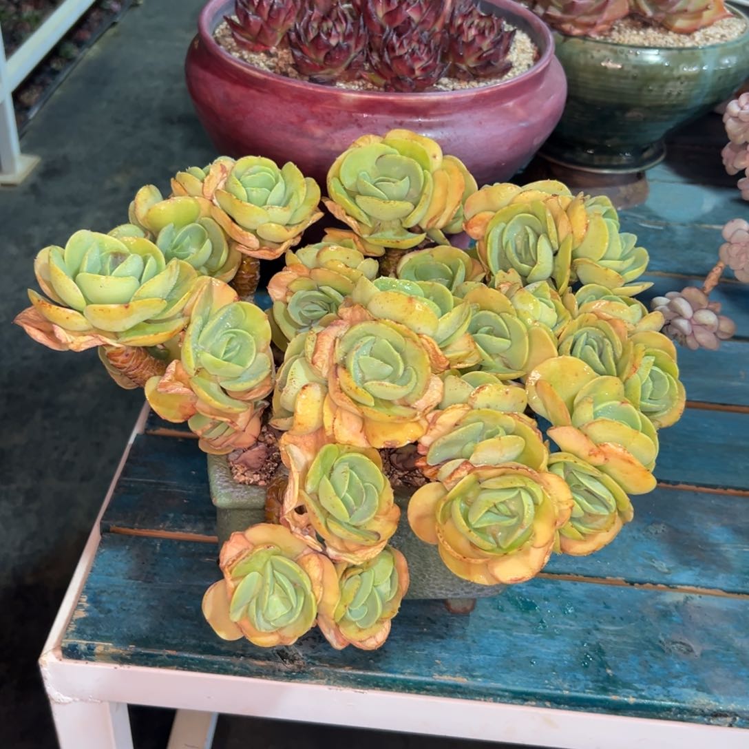 多肉一物一拍0218-碧桃