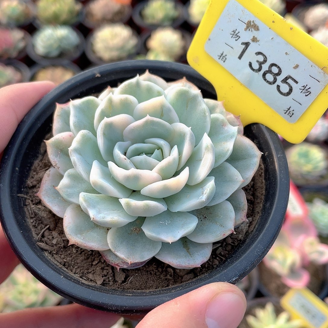 雪球锦1385号多肉
