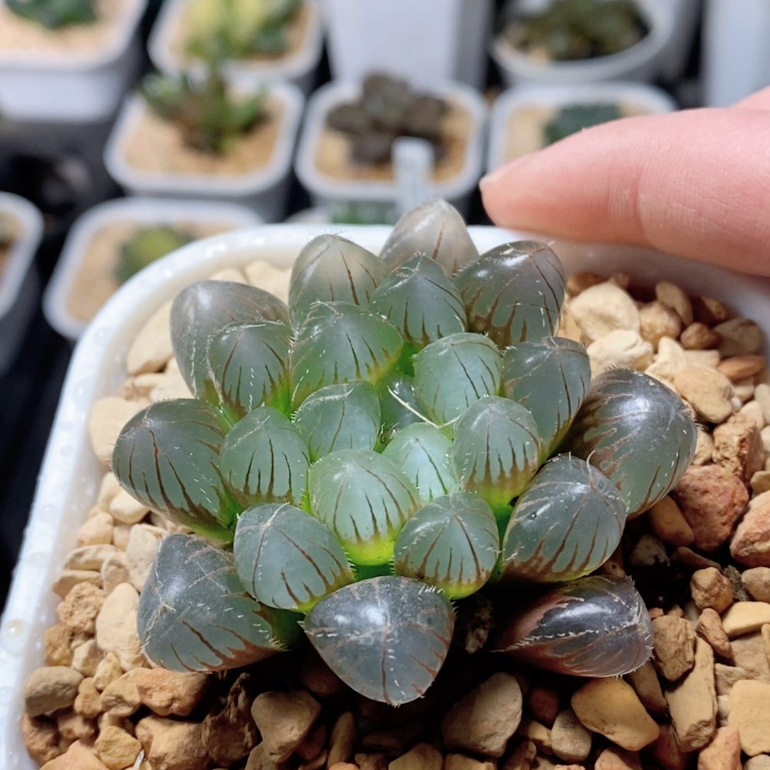 赤线玉露多肉植物