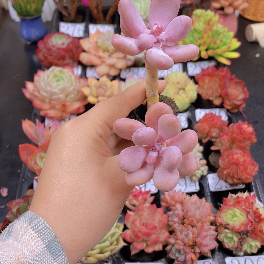 多肉贺*无土栽培多肉植物