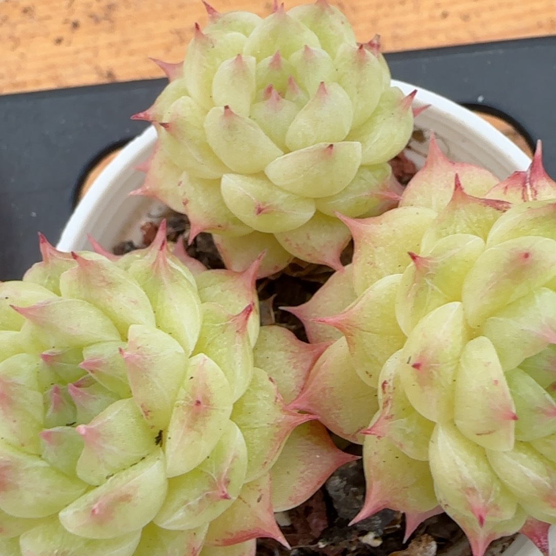 花语逸镜0207-201