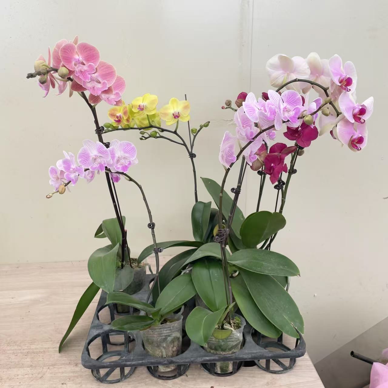 精品杂花蝴蝶兰带花带花苞 单双混发 杯寸混发 