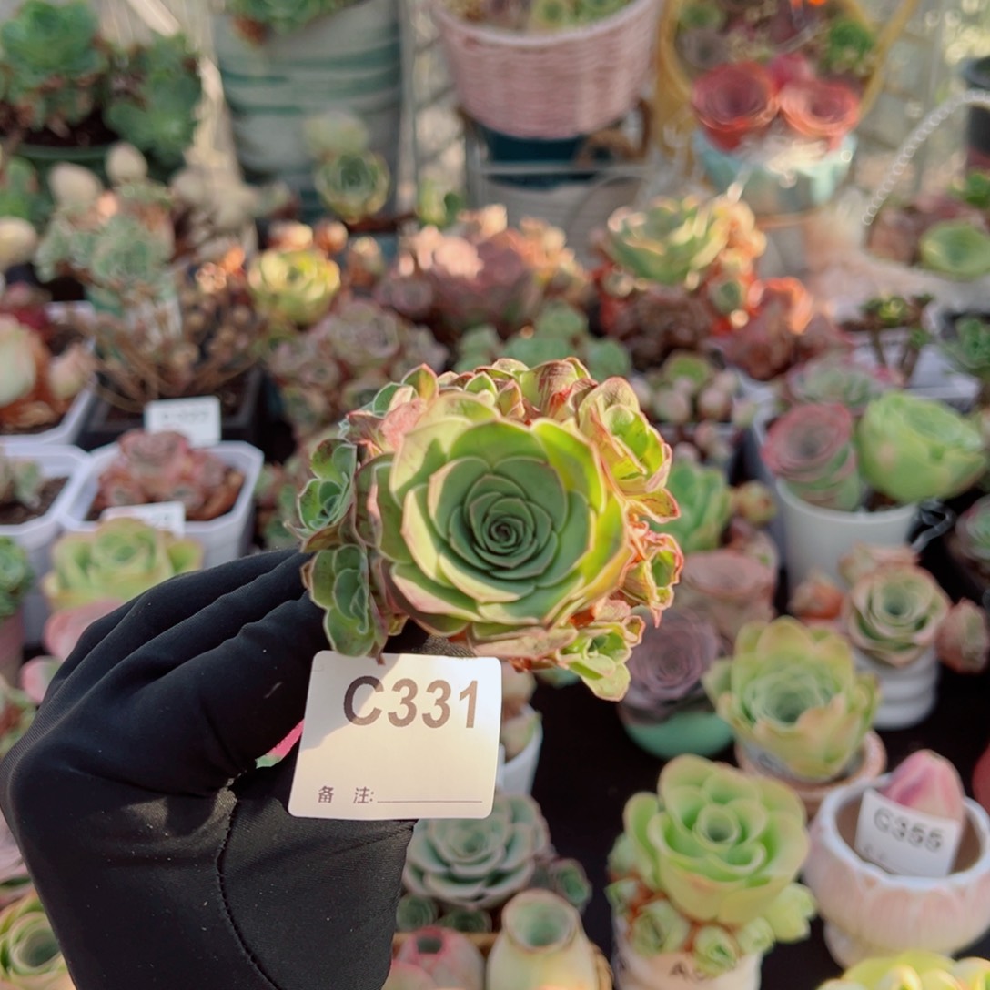 331紫风铃小群。  一物一拍