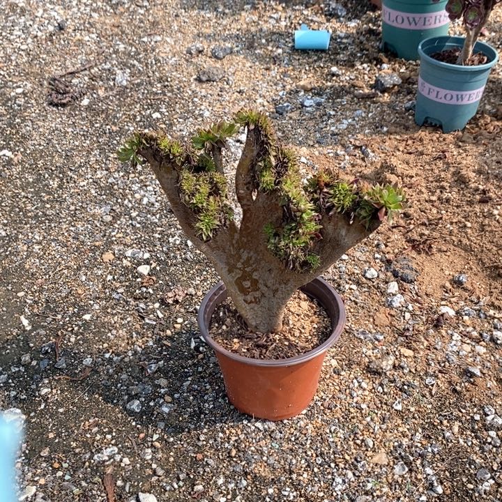 黑法师高度25厘米脱土裸根发货