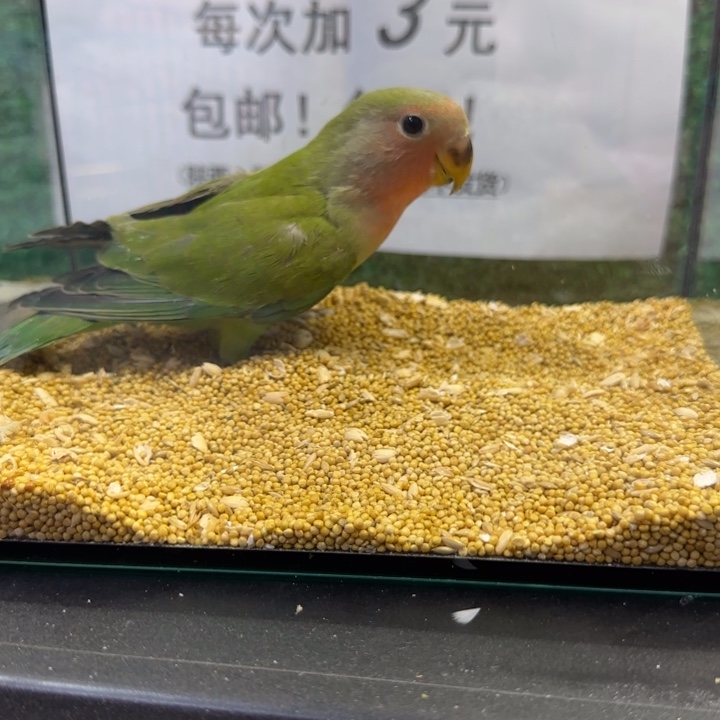 虎皮鹦鹉牡丹鹦鹉绿桃