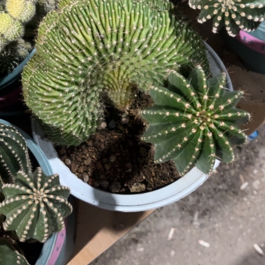 ?***?彩草仙人球系列