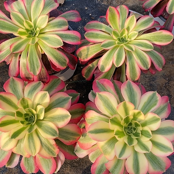 美杜莎2颗女巫2颗