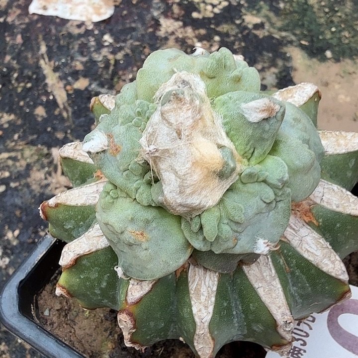 无花朵200外星怒牡丹东八