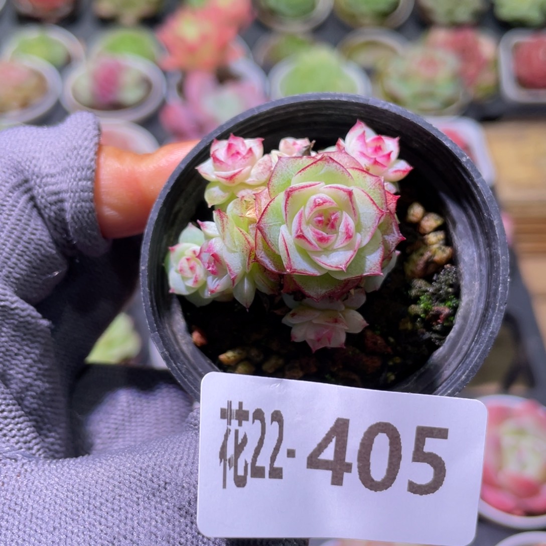 花利美22-405女王