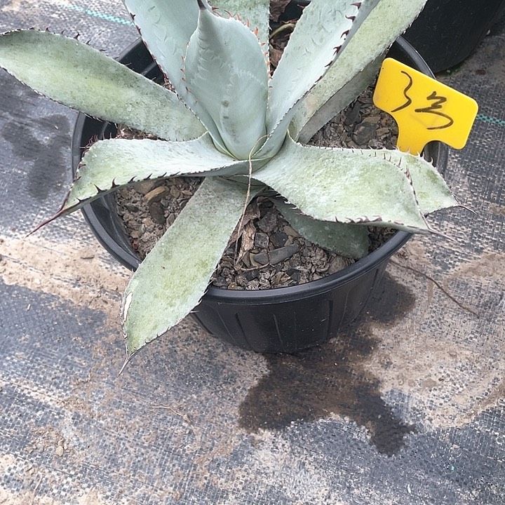 无花朵龙舌兰虚空高级灰