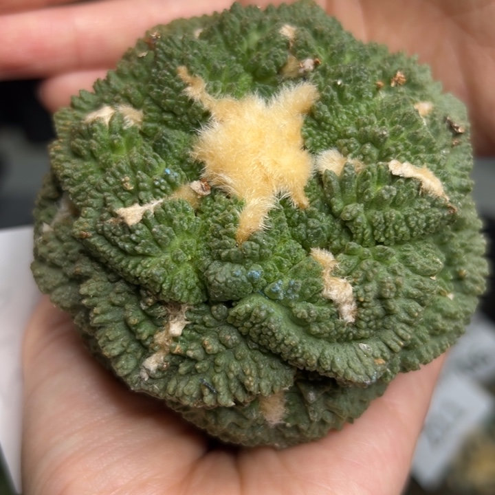 214 袖蒲根 脱土带根发货