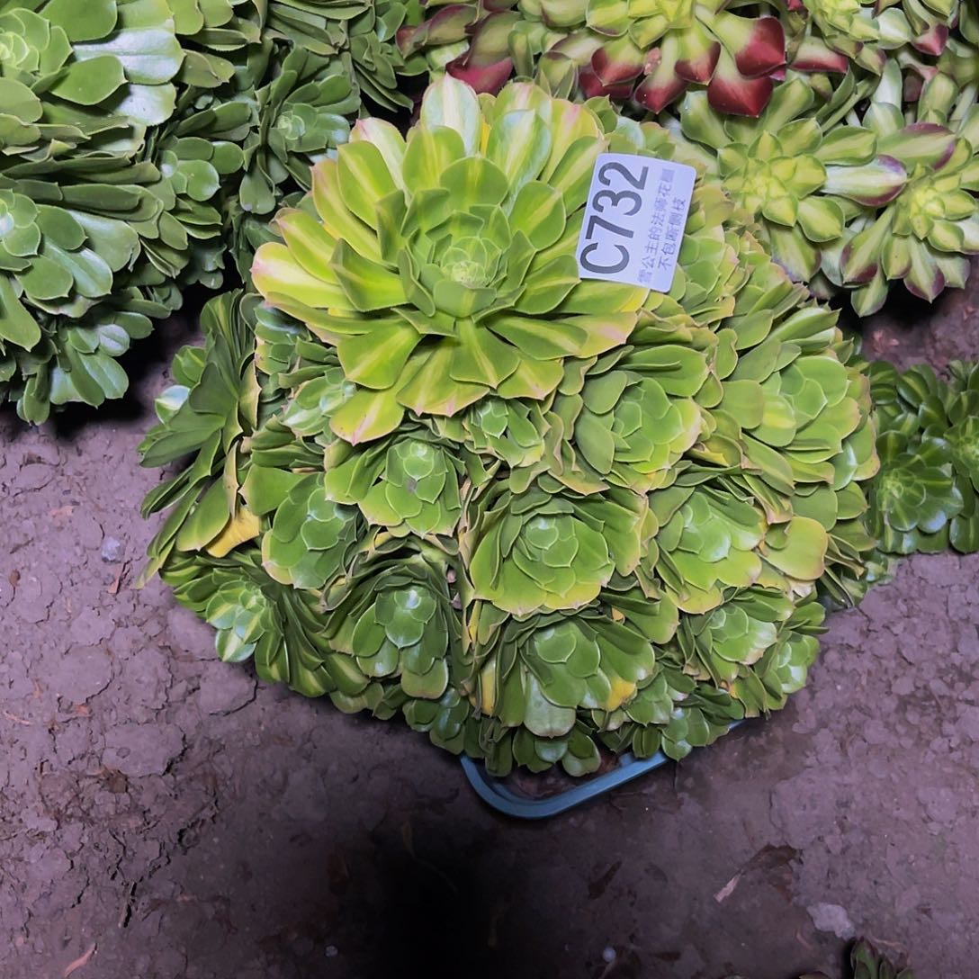 法师法师13//30包邮法师