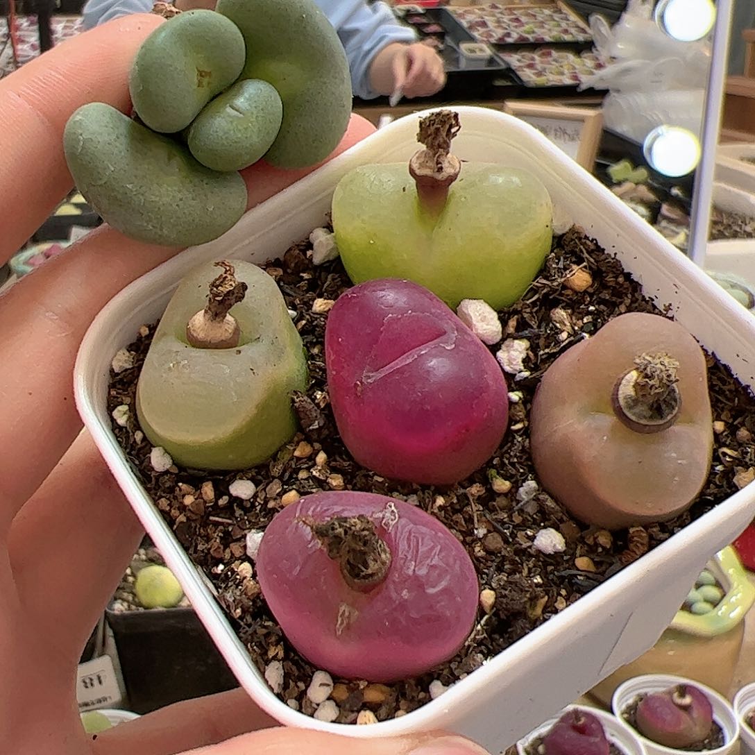 【闪购商品】网*111 一起