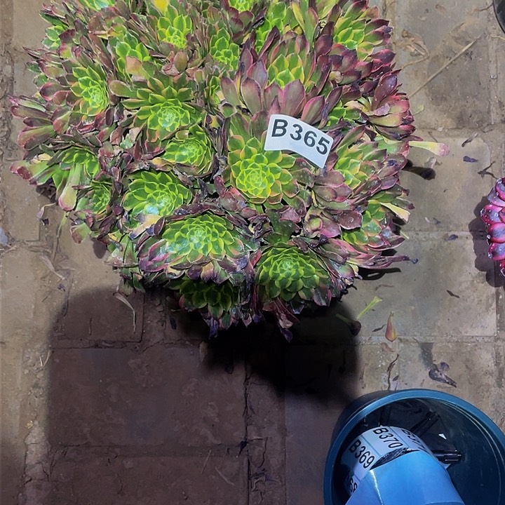 T多肉法师365号朝霞三颗群生