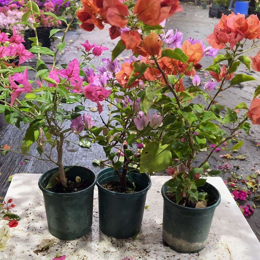 完全开放卡亚塔，雪紫，不甜西瓜