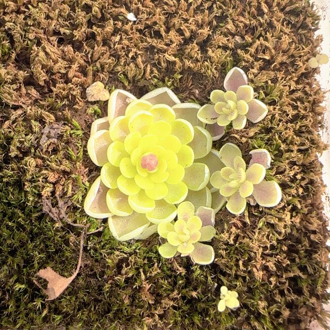 多肉1226-89捕虫堇