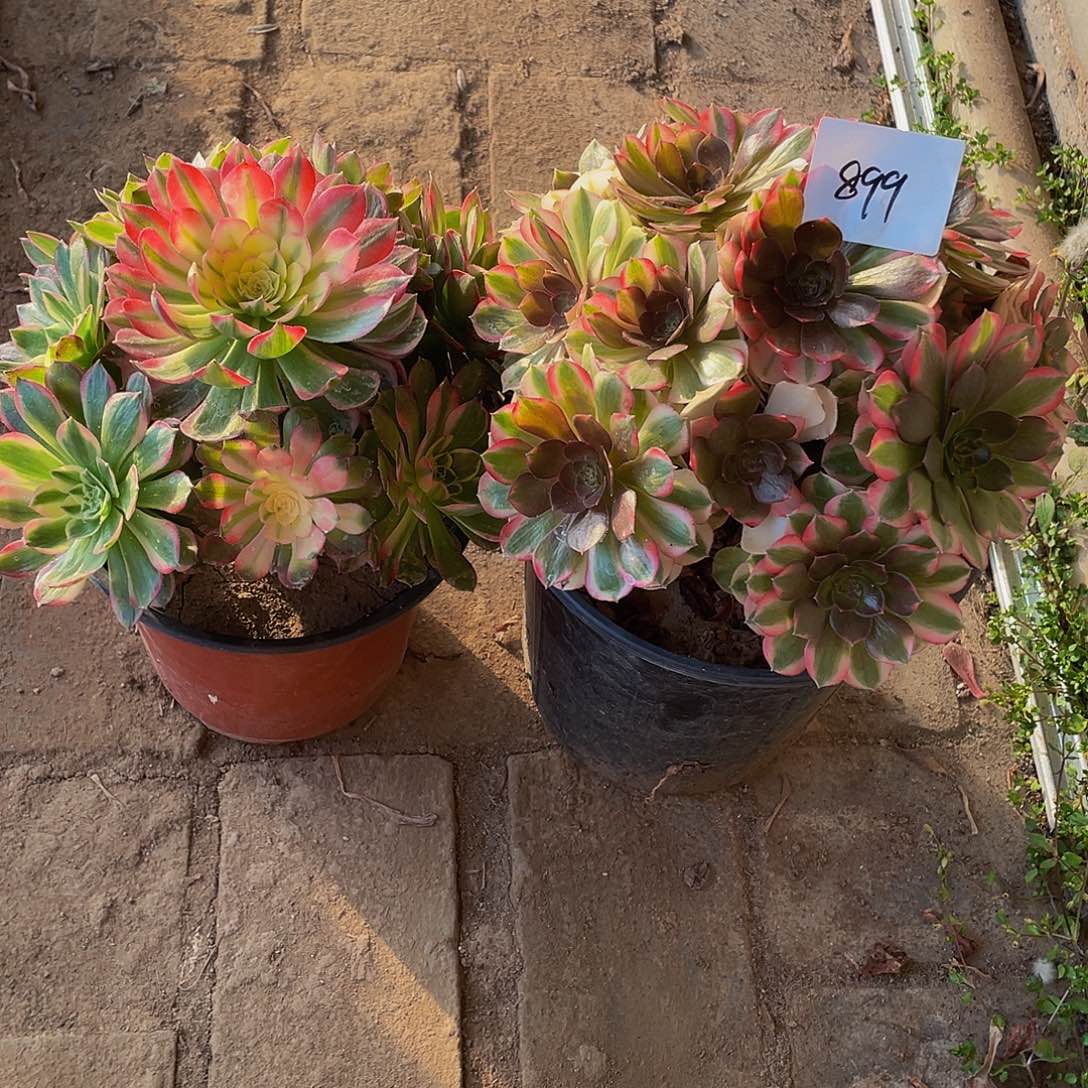 多肉法师899号雨荷➕海鲜发货不包损