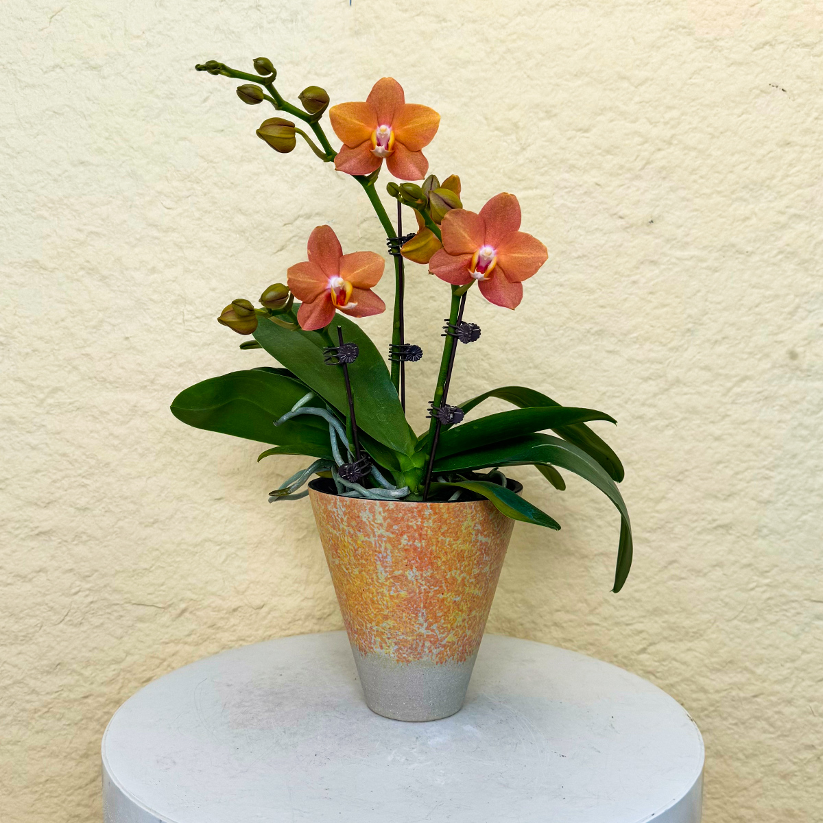 【摩卡】稀有复古奶咖色蝴蝶兰  蜡质耐开 家居摆放花卉