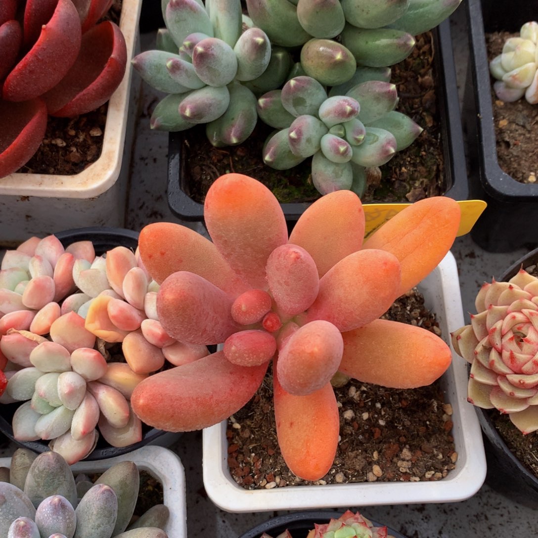 糖果美人727272727272