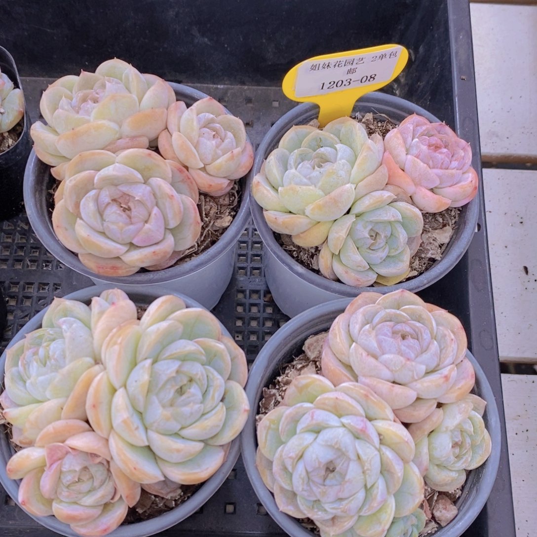 1203-08-精品母本绿泡泡群一个默认散