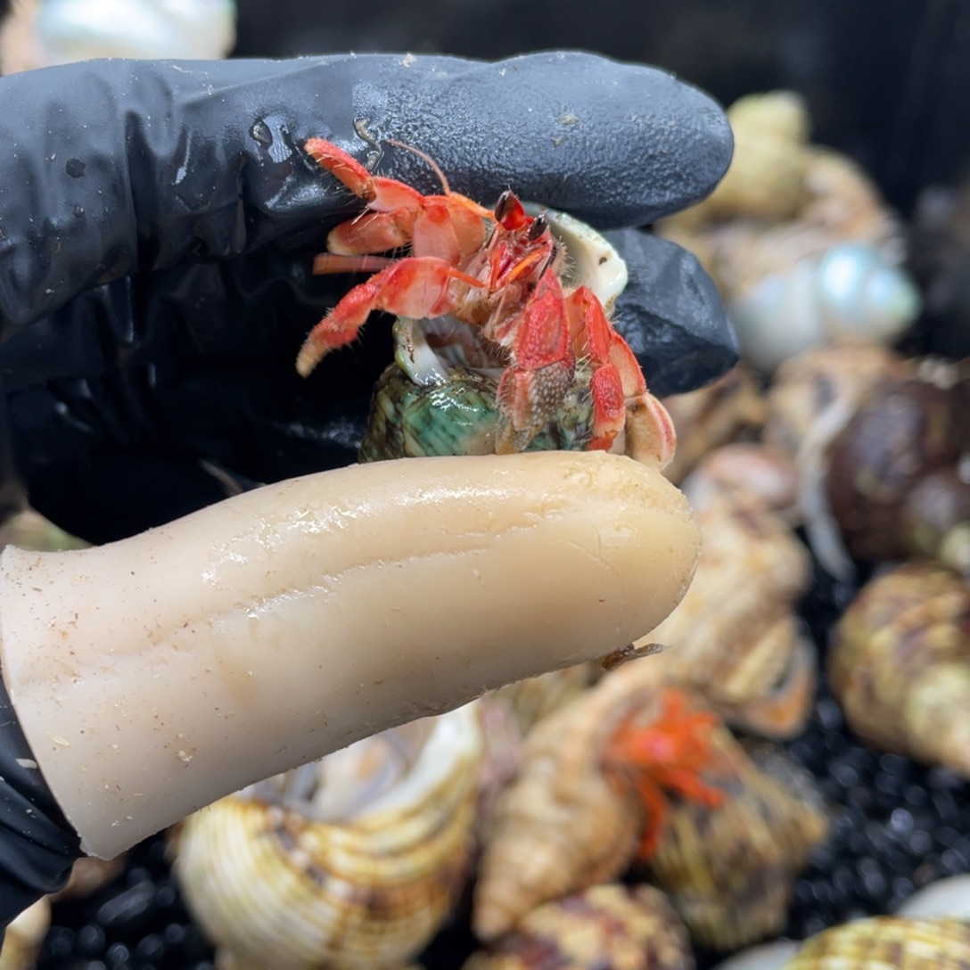 就***玩随单东帝汶缺尖1.3口