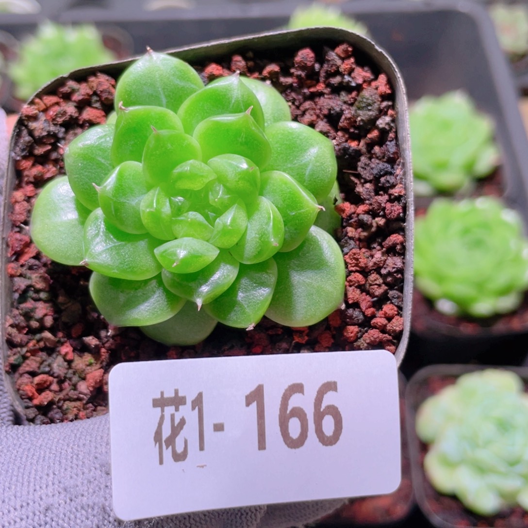 花利美  1-166新品珍妮