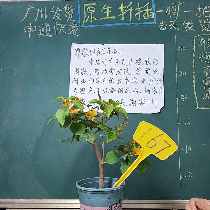 完全开放 金色光辉 167