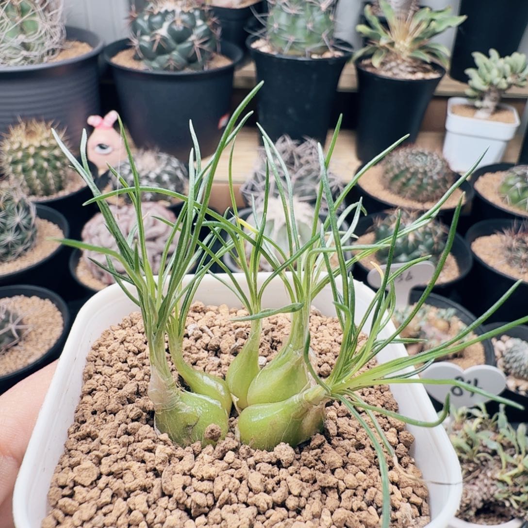 560群生泰迪海葱