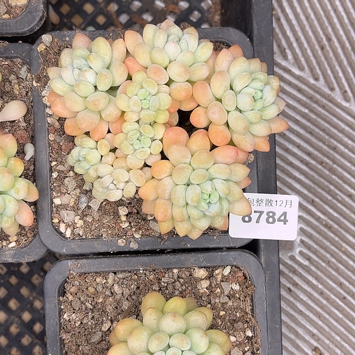 阿雅园艺。      8784