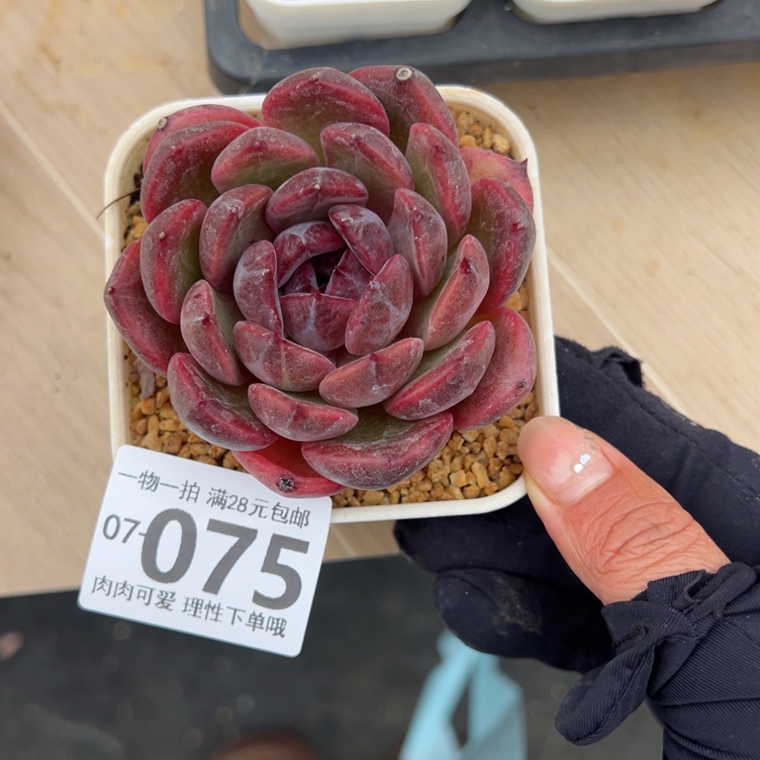 紫薇多肉多肉多肉多肉