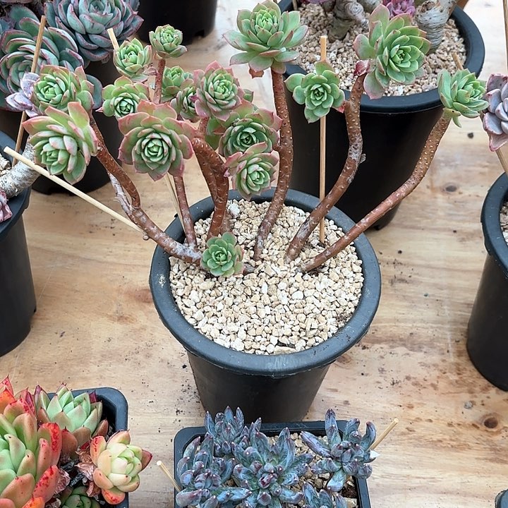 多肉植物，绿蔷薇