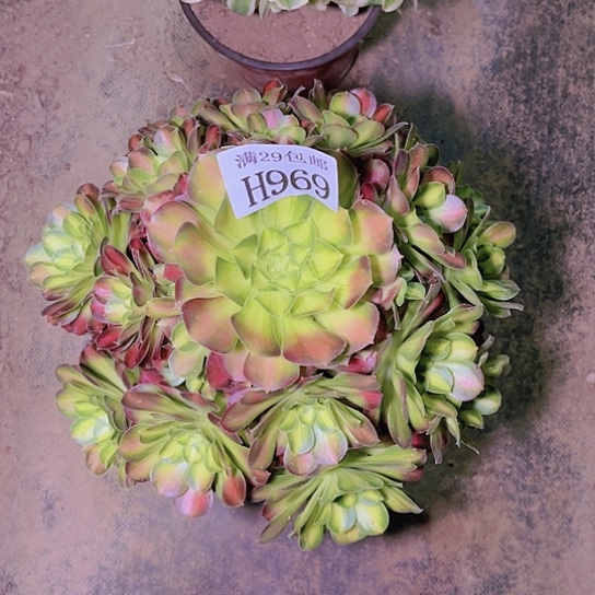 969韶华多肉植物