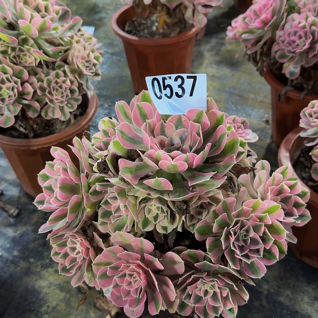 无花朵粉女巫0537脱土发货