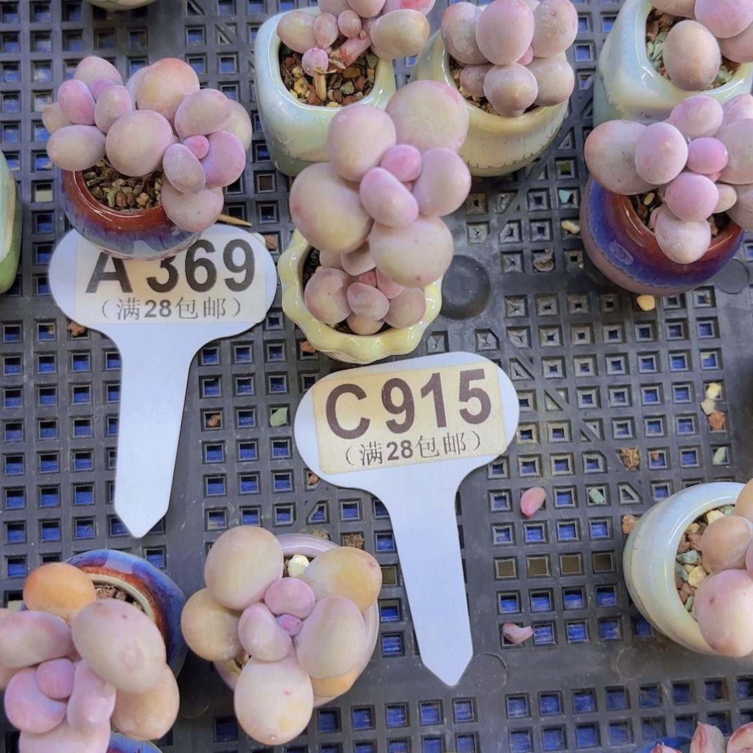 好***姐C915彩虹奶杂交一物一拍